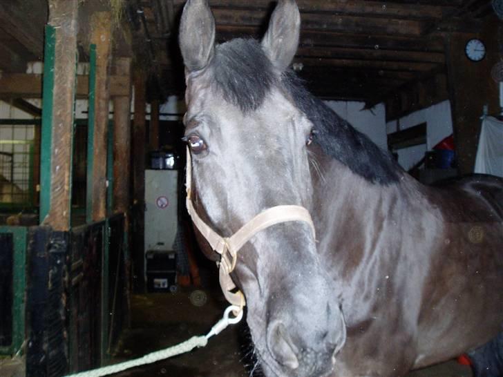 Anden særlig race Lugana billede 1