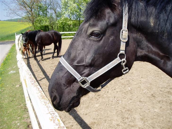 Anden særlig race Lugana billede 2