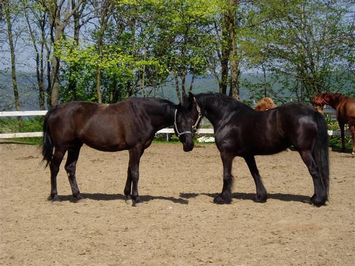 Anden særlig race Lugana billede 3