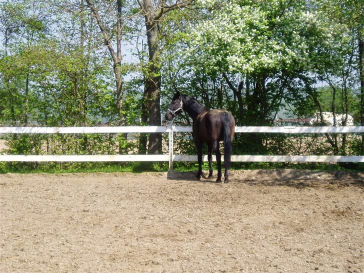 Anden særlig race Lugana billede 4