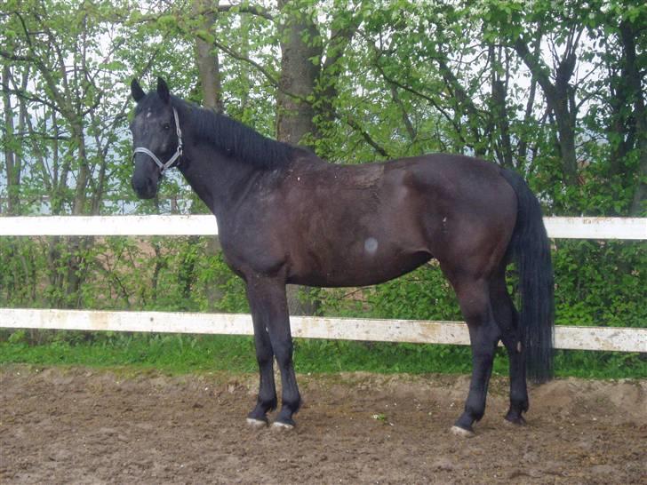 Anden særlig race Lugana billede 5