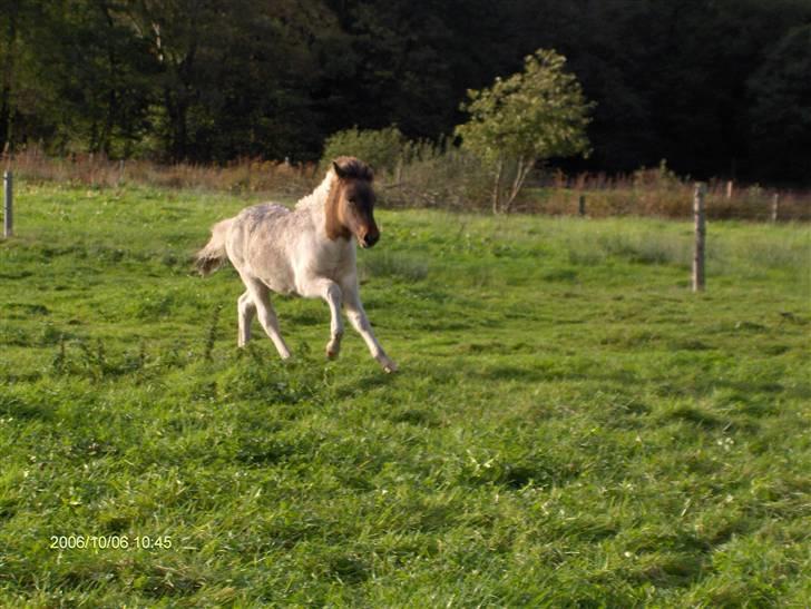 Islænder Teista  - Teista på marken hos Ulla og Henrik i Mollerup, hvor hun er født. billede 1
