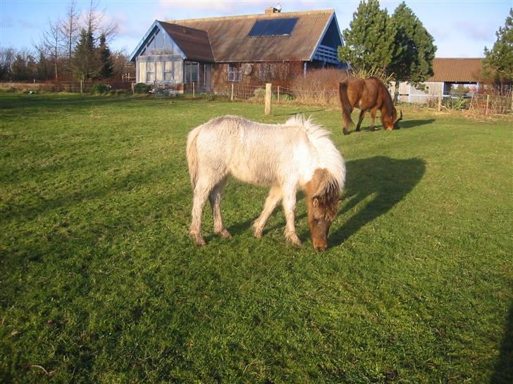 Islænder Teista  - Teista i sommeren 07 - hjemme hos os billede 2