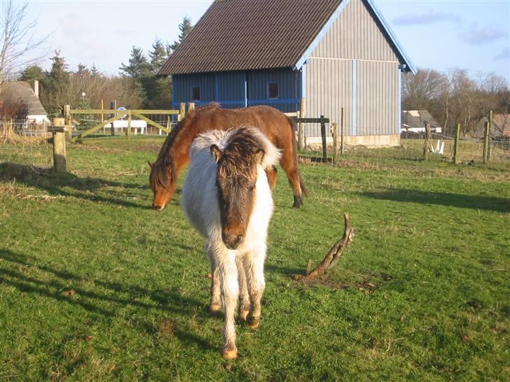 Islænder Teista  billede 3