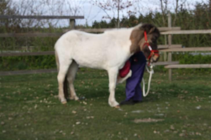 Islænder Teista  - Teista er her knap 3 år, og vi er begyndt at arbejde i roundpen. Her har hun lavet join-up og vi går igennem "følsomme steder" og løfte ben. billede 4