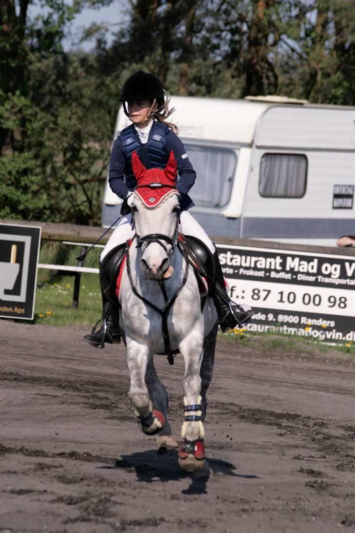 Anden særlig race Silver SOLGT! - sild rækker tunge(: billede 4
