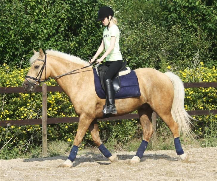 Connemara Engvejens Sunny *SOLGT*  - En af vores første dressurtræninger. Foto: Bendik med mit kamera. billede 12