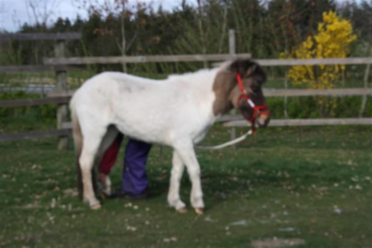 Islænder Teista  - - og også bagben. Det er første gang Teista bliver trænet i roundpen, og hun tager det meget, meget roligt. billede 5