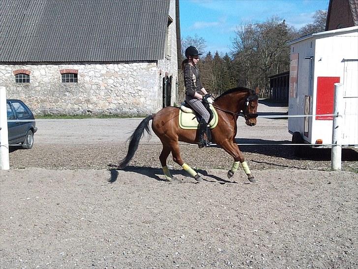 Anden særlig race Timon(solgt) (': - dressur d.19-4-2010 billede 13
