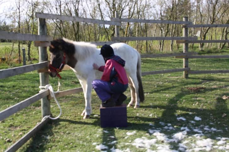 Islænder Teista  - Da alt går så nemt, vil jeg gerne prøve at lægge mig på ryggen af Teista. Her har vi taget en kasse hen, så jeg kan nå op til hendes ryg. billede 6