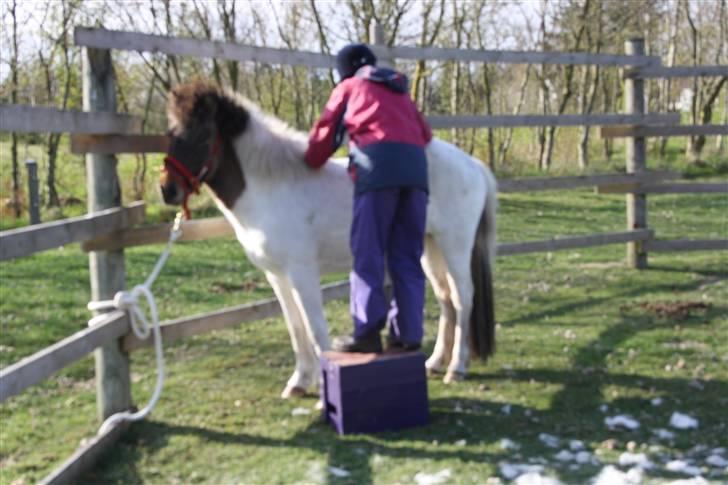 Islænder Teista  - Her er jeg på vej og på hendes ryg.... billede 7
