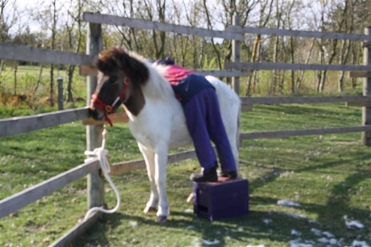 Islænder Teista  - ja, undskyld jeg vender bagdelen til - men her er jeg så oppe på Teistas ryg. Hun mærker vægten af et menneske på sin ryg for første gang og tager det helt roligt. :) billede 8