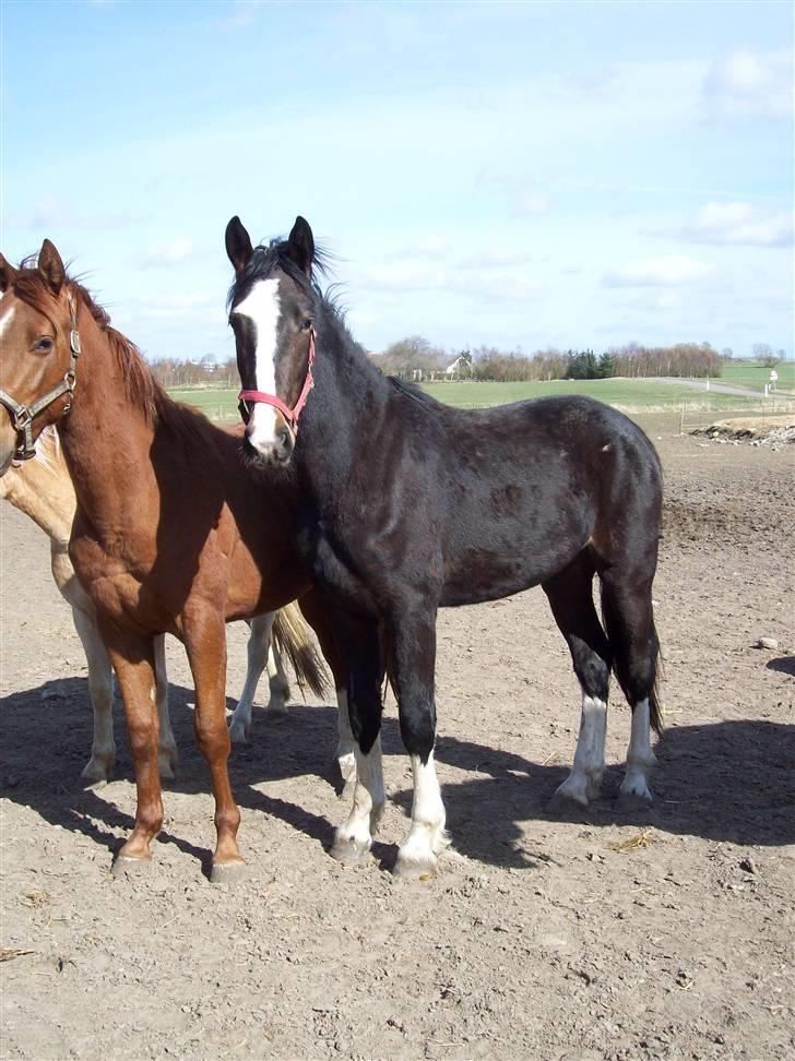 Hollandsk Varmblod Cidora tidligere hest - nu er hun 2 år og 158 i stg billede 6