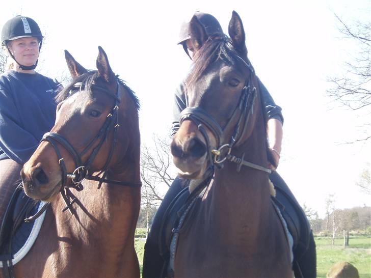 Trakehner Anaconda H RIP billede 15