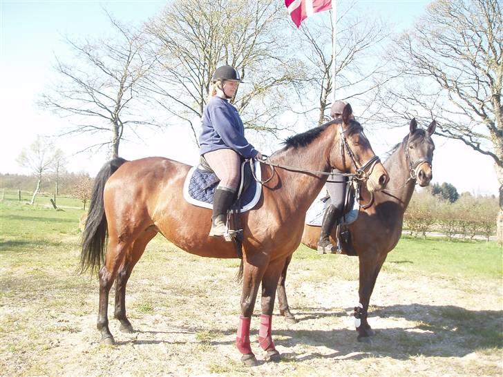 Trakehner Anaconda H RIP billede 16