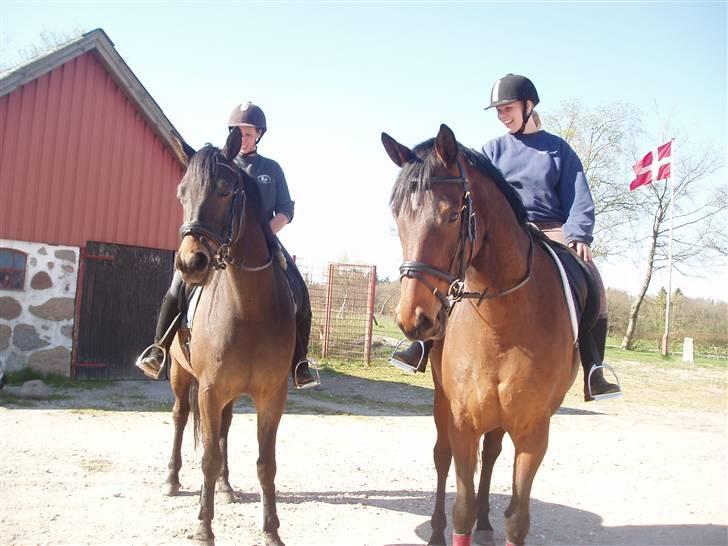 Trakehner Anaconda H RIP billede 18