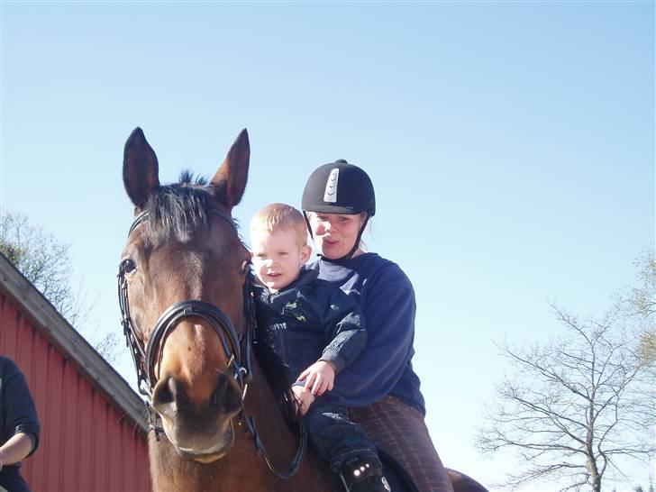 Trakehner Anaconda H RIP billede 19