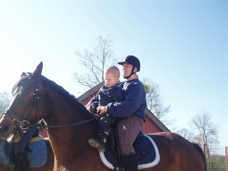 Trakehner Anaconda H RIP billede 20