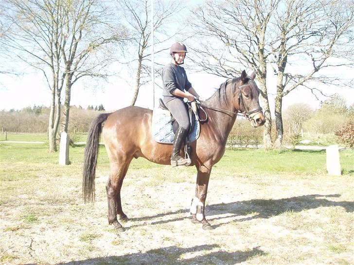 Trakehner Agacan H RIP billede 8