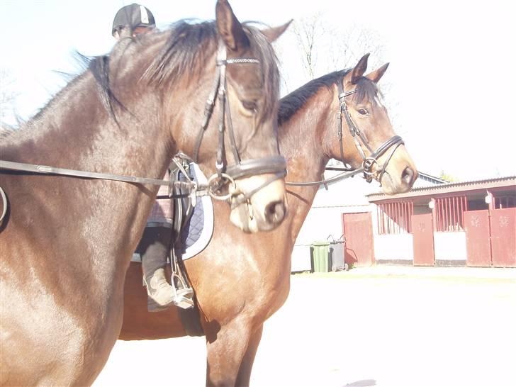 Trakehner Agacan H RIP billede 10