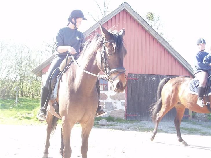 Trakehner Agacan H RIP billede 11