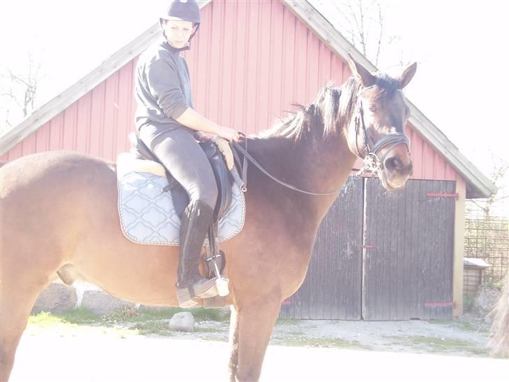 Trakehner Agacan H RIP billede 12