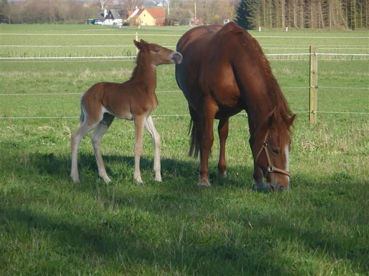 Frederiksborg Birkegårdens Frederikke (Himmelhest d.6/09-12) -  Frederikke med Gaia (Født d. 14-04/09) her er hun 4 dage gammel. billede 13