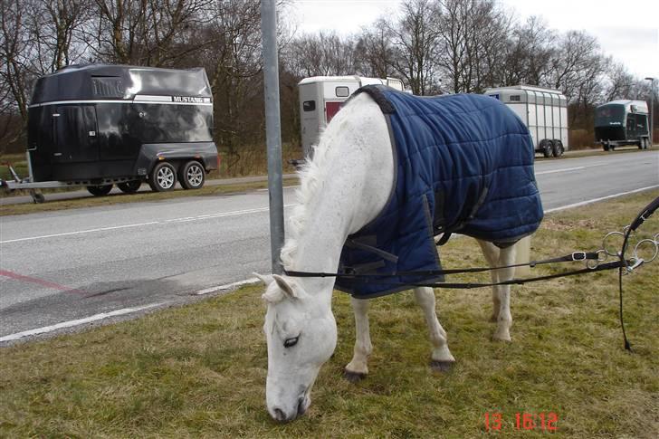 Anden særlig race Bette Claus  solgt* :( - BC kan ikke vente med græs, til han har fået sin grime på:-) billede 13