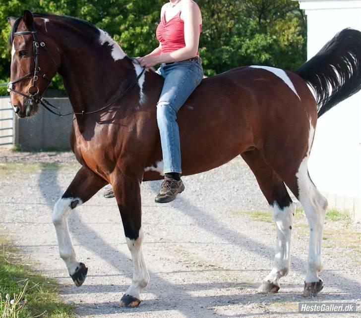 Svensk Varmblod Leia - Hendes navn fortæller også meget om hendes personlighed.... Læs det i hendes profil, hvis du er en af dem som læser teksten. billede 1