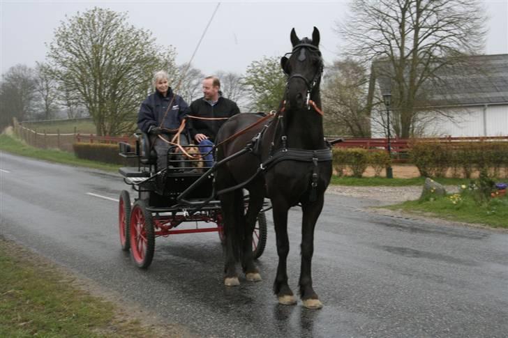 Frieser Nanna af Friesergaarden billede 16