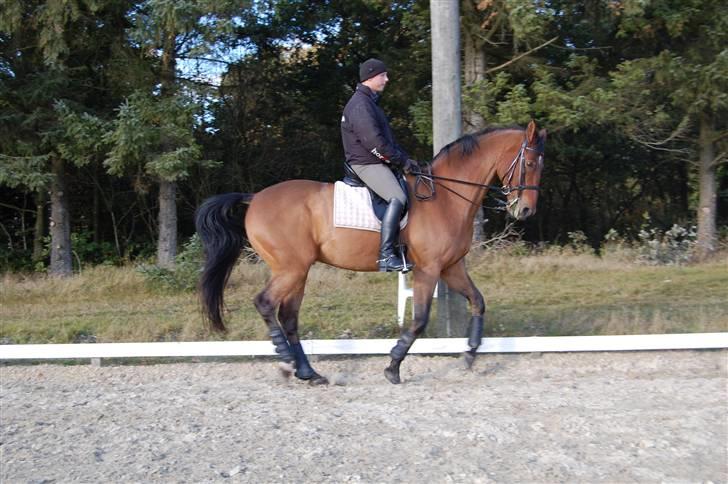 Dansk Varmblod Chester-WI - Chester-WI  2009 billede 16