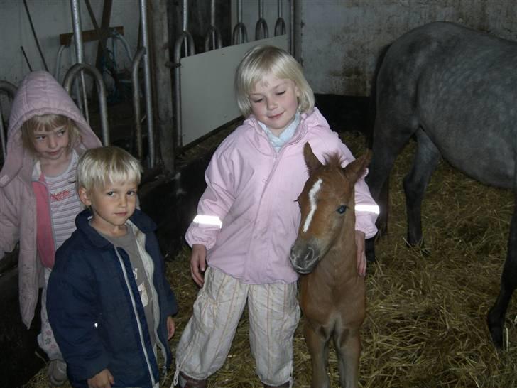 Welsh Pony (sec B) Romeo - SOLGT billede 6