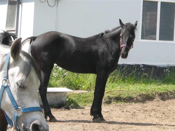 Frieser Annabell v.d. all blacks*Himmelhest* - hygger os. billede 11