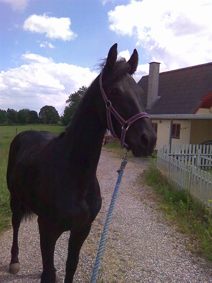 Frieser Annabell v.d. all blacks*Himmelhest* - står og kigger på biler der køre forbi. billede 12