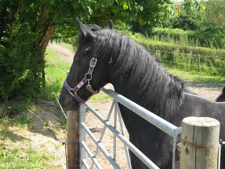 Frieser Annabell v.d. all blacks*Himmelhest* - hygger med de andre. billede 13