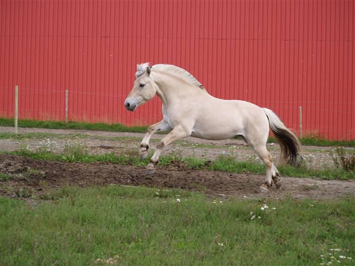 Fjordhest Unik Frølunde (solgt) - 17/8-09 - Unik gi´r den gas på folden.. :D billede 15