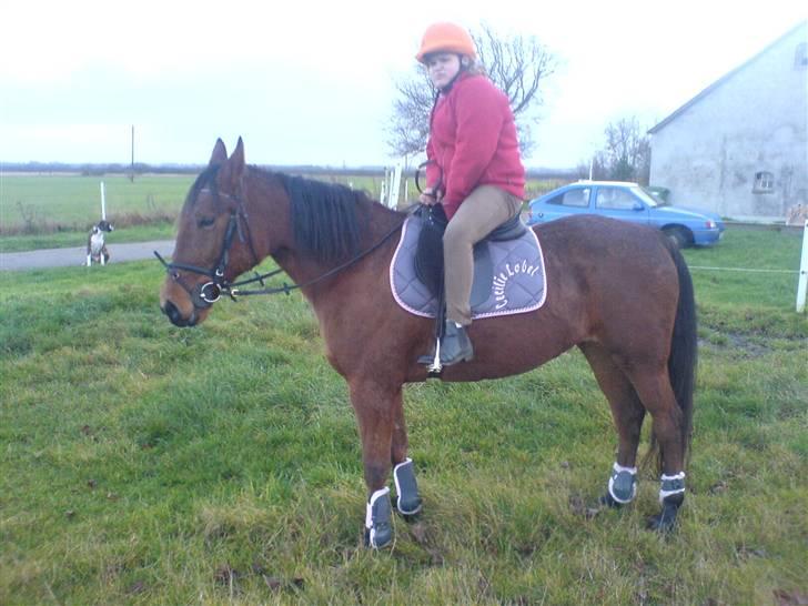 Standardbred [belle] cecilie lobell  solgt  - michelle og belle dec 2007 billede 2