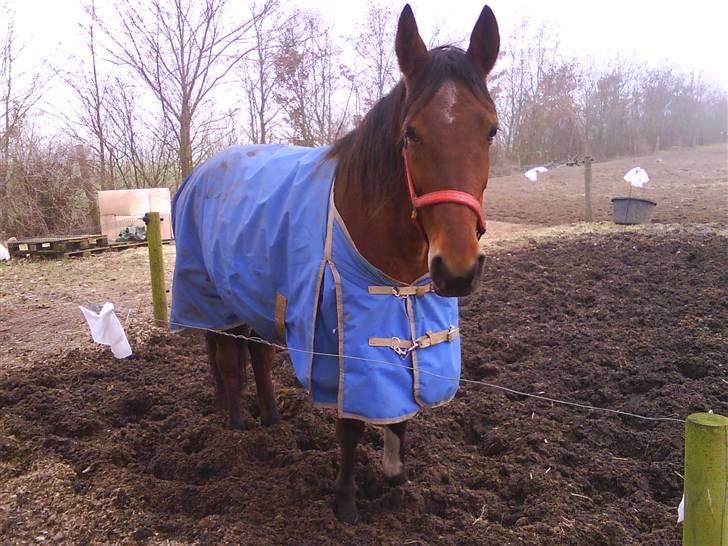 Standardbred [belle] cecilie lobell  solgt  - belle i vinter tøjet ss billede 3