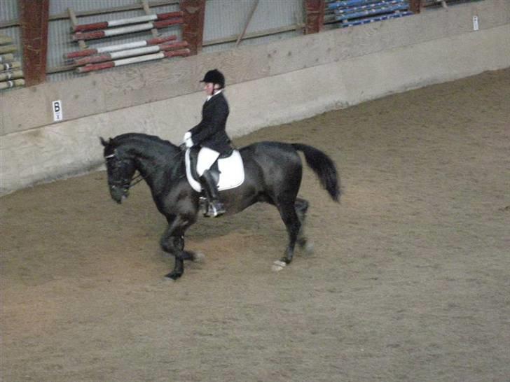Oldenborg Moonlight Shadow - dette er også min datter der rider et klubstævne billede 11