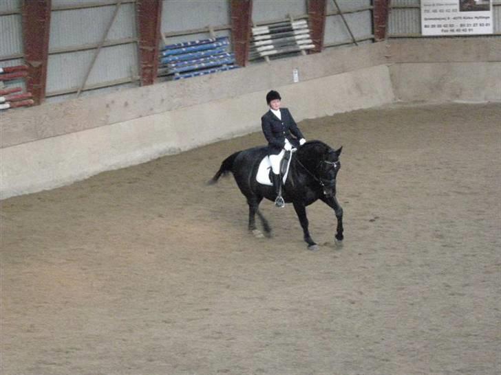 Oldenborg Moonlight Shadow - her er han rigtig fin billede 12