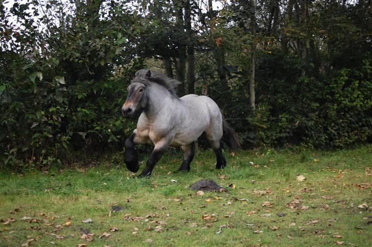 Belgier Martha af Vollerupgårde - R.I.P. d. 7.10.2014 - Martha leger på marken billede 2