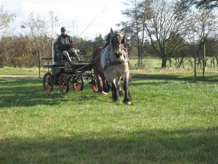 Belgier Martha af Vollerupgårde - R.I.P. d. 7.10.2014 - Martha bliver kørt første gang i tandem med Balder som stanghest billede 4