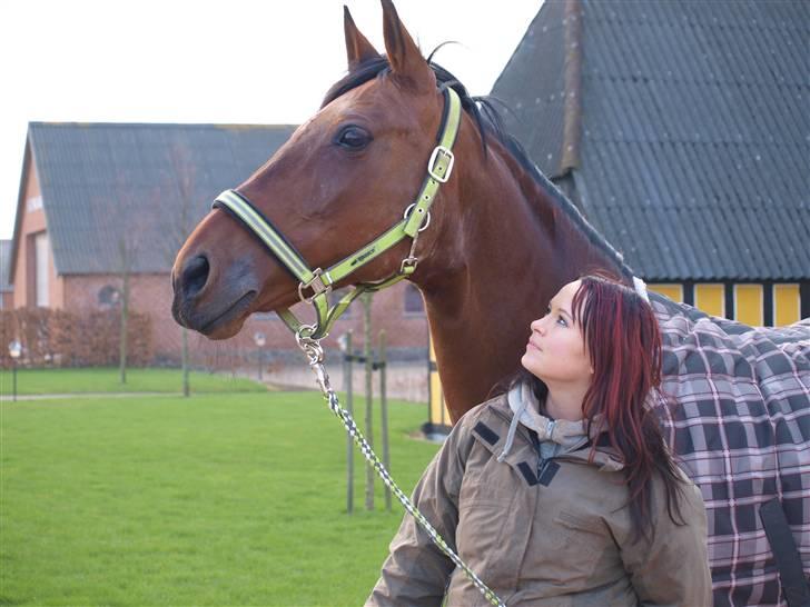 Holstener A Little Lady billede 5