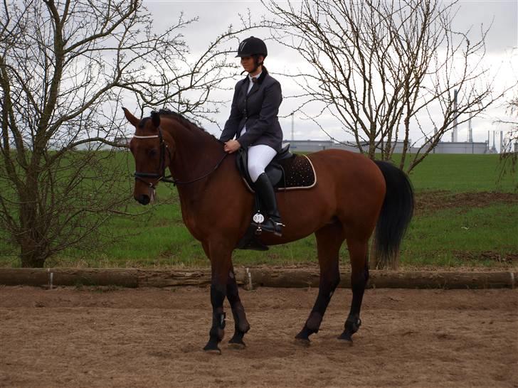 Holstener A Little Lady billede 6