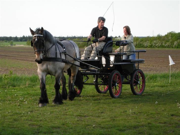 Belgier Martha af Vollerupgårde - R.I.P. d. 7.10.2014 - Er ved at blive kørt til billede 6