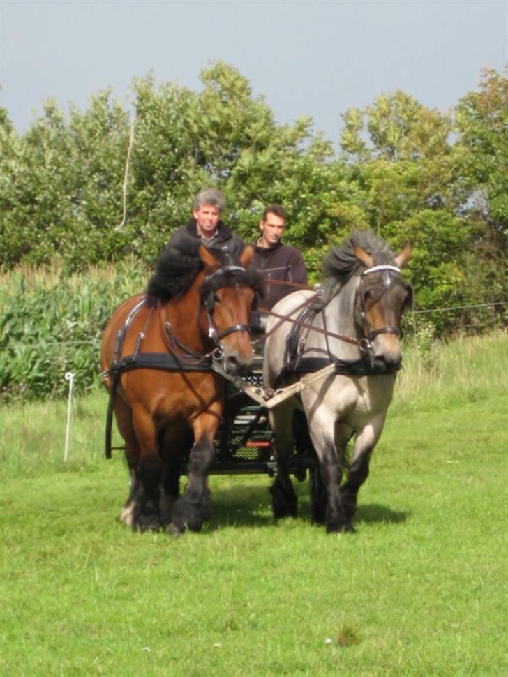 Belgier Martha af Vollerupgårde - R.I.P. d. 7.10.2014 - Bliver kørt første gang i tospand med Balder billede 7