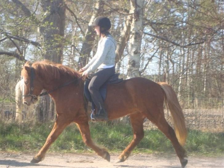 Islænder Raudblesi fra Læsø billede 19