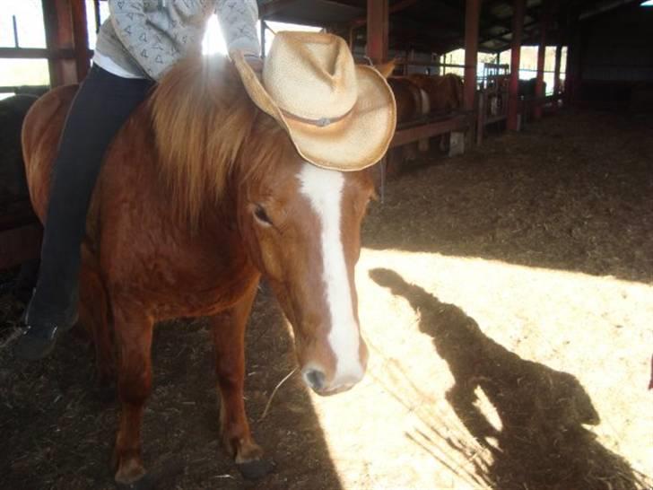 Islænder Raudblesi fra Læsø billede 20