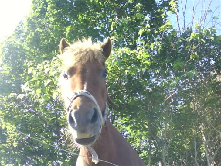 Islænder Silja åsted Mølle billede 11