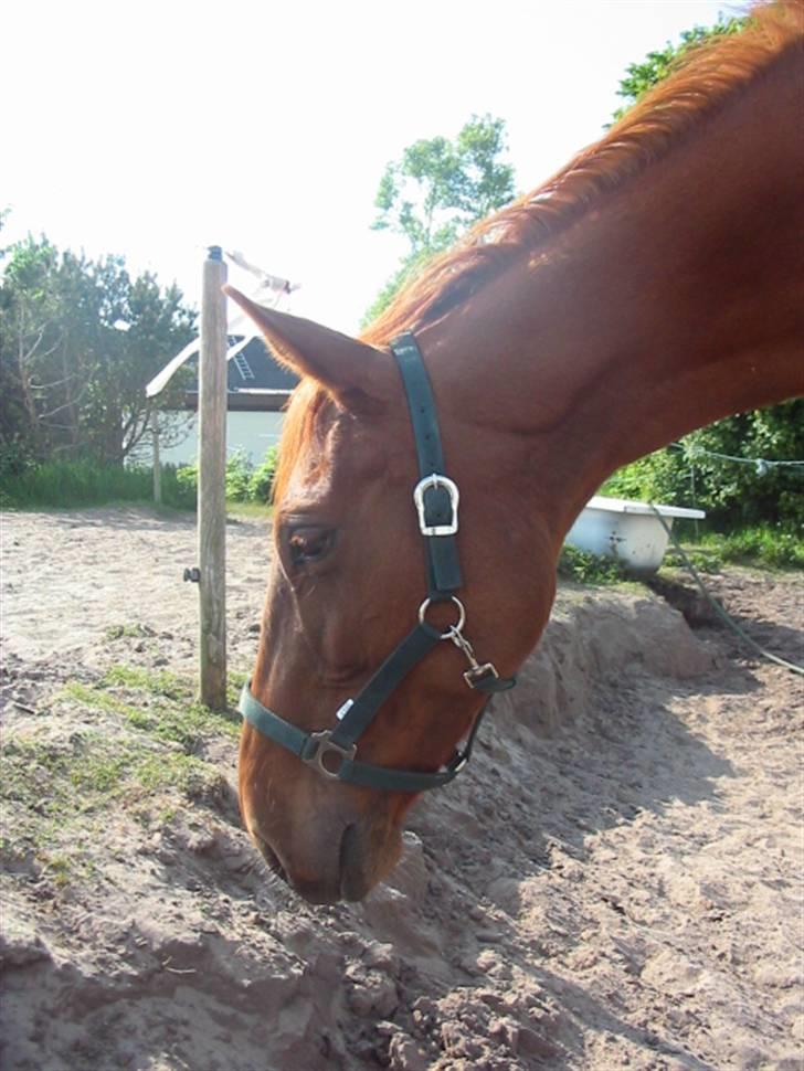 Dansk Varmblod Dane-vangs Red Lady SOLGT billede 10